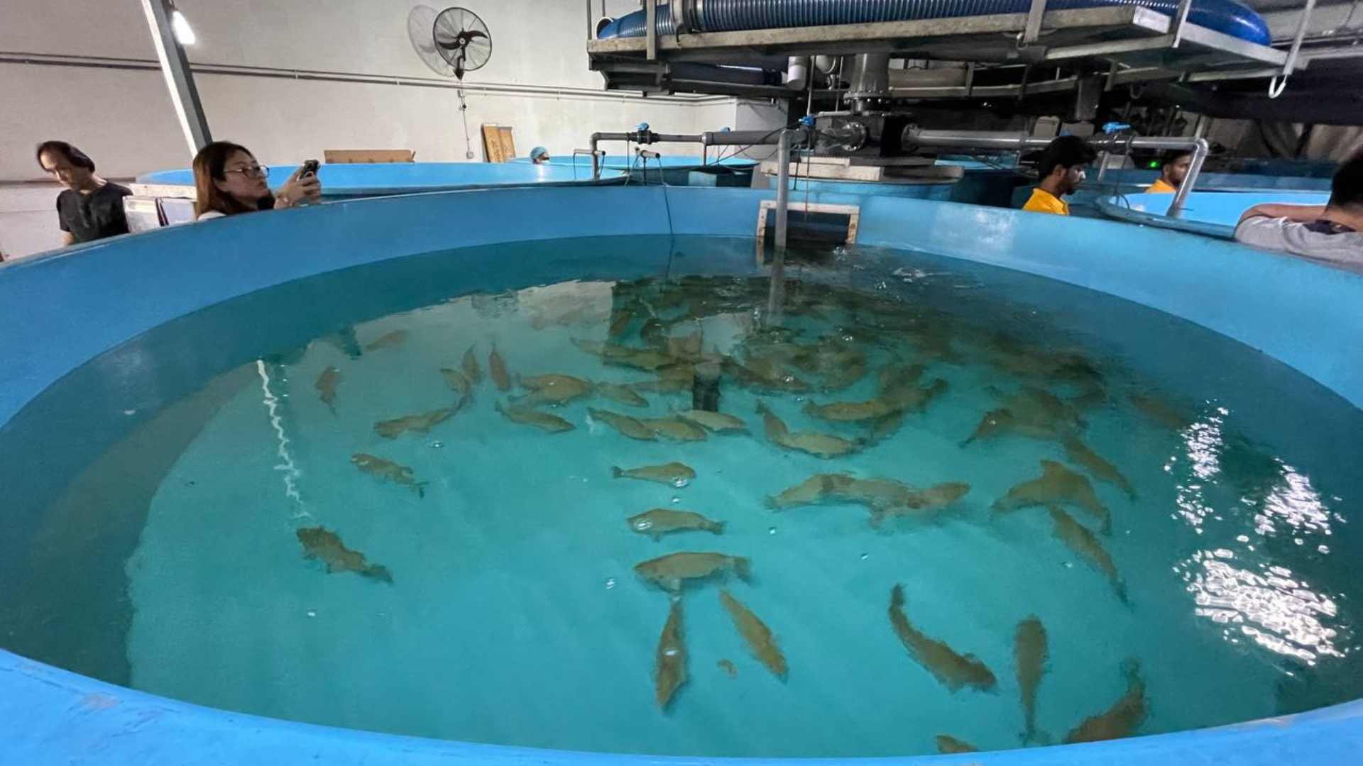 From Farm to Fork: How Fish Farm Tours Can Enhance Workplace Sustainability Awareness